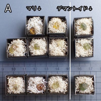 画像5: ガーネット5種原石 小箱標本