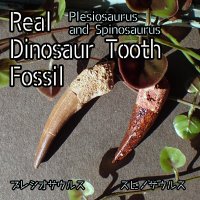 【NEW】恐竜の歯 化石標本 プレシオサウルスとスピノサウルス