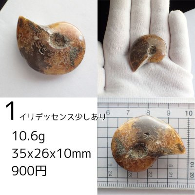 画像3: アンモナイト化石 ポリッシュ