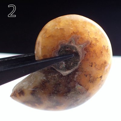 画像4: アンモナイト化石 ポリッシュ