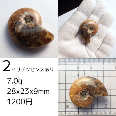 画像5: アンモナイト化石 ポリッシュ