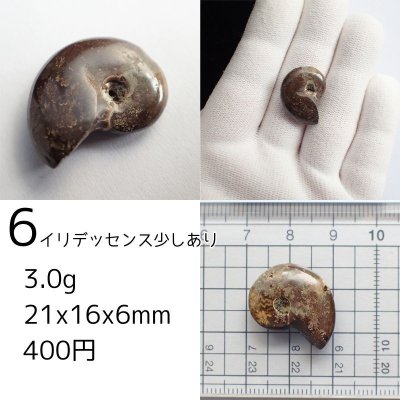 画像11: アンモナイト化石 ポリッシュ