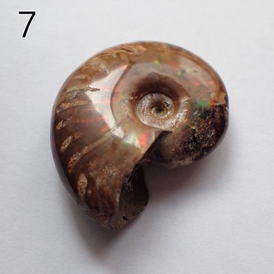 画像12: アンモナイト化石 ポリッシュ