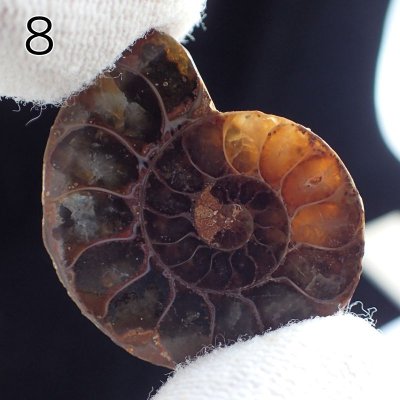 画像14: アンモナイト化石 ポリッシュ