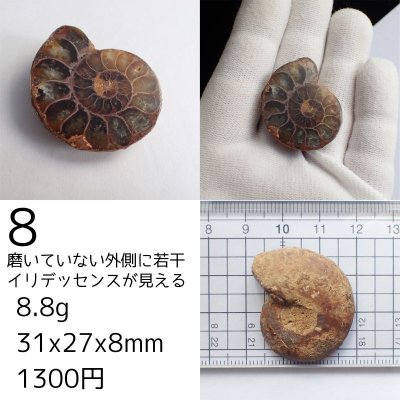 画像15: アンモナイト化石 ポリッシュ