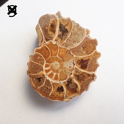 画像16: アンモナイト化石 ポリッシュ