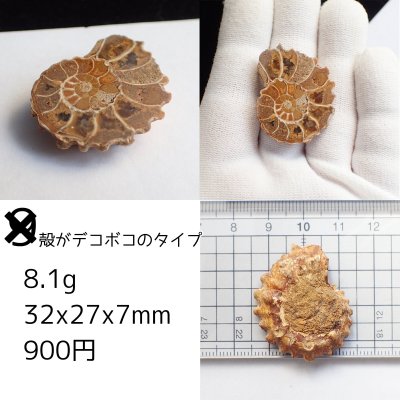 画像17: アンモナイト化石 ポリッシュ